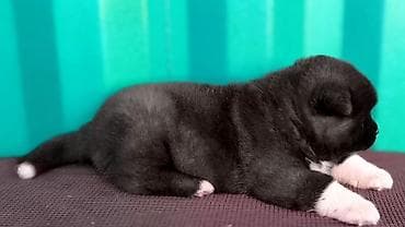 ищу хаски: Акита-ину, 1 месяц, Самка — 2