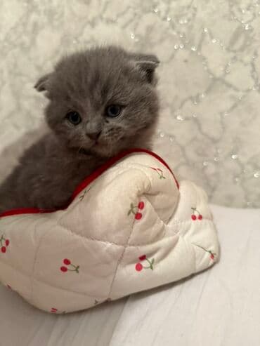 домик для котят: Открыта бронь на котят Scottish Fold и Scottish Strait,порода — 6