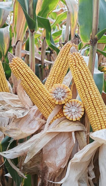 бочки для корма: В наличии семена кукурузы TORRO (ФАО 680) Поздний гибрид зернового — 2