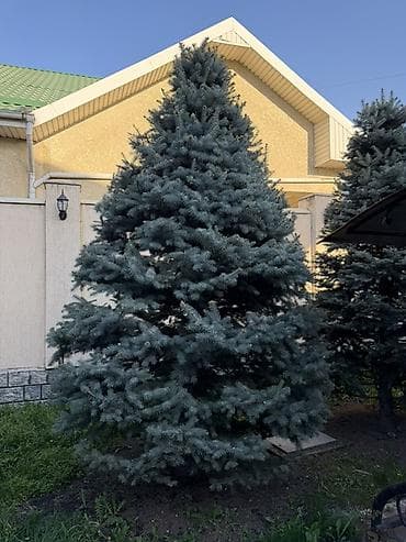 penny board: Продаю ели по 4 метра все 4 одинаковые, ухаживаем все одной формы и — 2