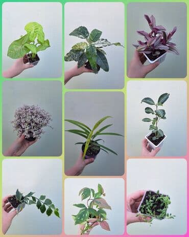 зеленое постельное белье: ● Комнатные растения (укоренённые черенки, молодые растения, взрослые — 29