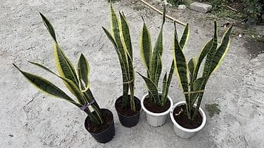 фикус тинеке: Сансевьера (Sansevieria trifasciata, «щучий хвост», «тещин язык») в — 1