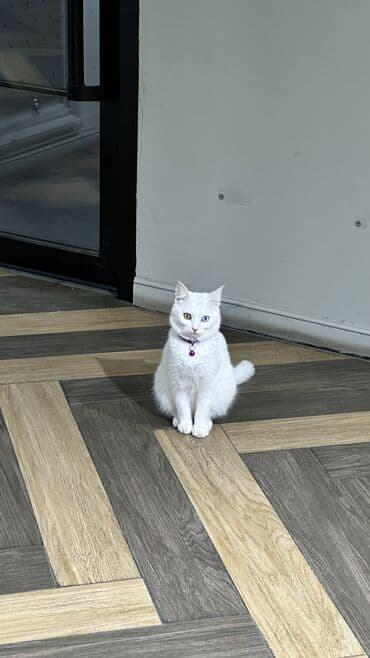 отдам породистых котят: Ангорская, 8 месяцев, Девочка, Белый, Метис — 1