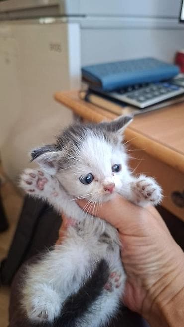 Отдам котят, 4 котенка, возрастом около 1-1.5 месяца