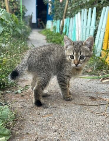 Иттер: Мышык бекер берилет: Породасыз, 3 айлык, Эркек, Лотокко барууга үйрөтүлгөн — 8