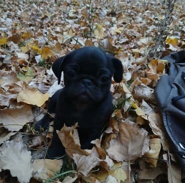 продажа щенков мопса: Мопс, 5 месяцев, Самка, С родословной — 1