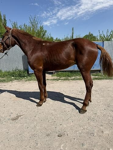 бойцовые птицы: Продаю | Жеребец | Кара Жорго | Конный спорт | Племенные, Осеменитель — 1