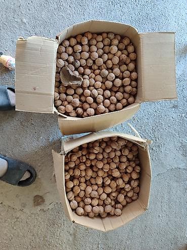 кунжут белый: Грецкий орех в скорлупе - Натуральные очищенные от мусора плоды в — 1