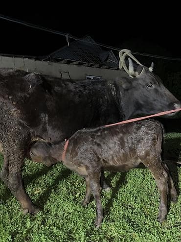 арашан ко: Сатам | Уй (ургаачы) | Сүт алуу үчүн | Байланган — 10