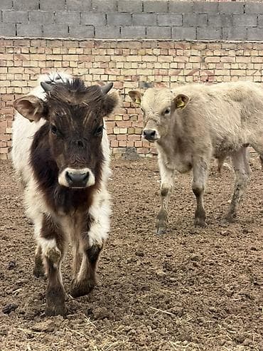 продаю тёлок: Продаю | Бык (самец) | Полукровка | На откорм — 4