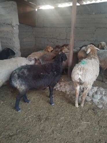 продажа домашних животных: Продаю | Овца (самка) | Для разведения | Матка — 5