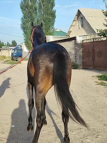 полоз: Продаю | Жеребец — 2