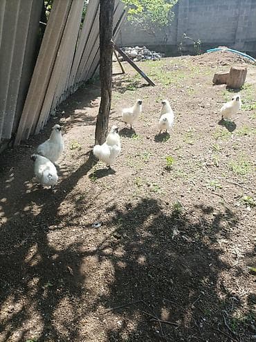 куры живые: Продаю | Петух | На забой, Для разведения — 1