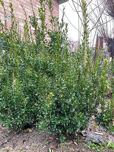 все для аквариума бишкек: Гортензия — 1