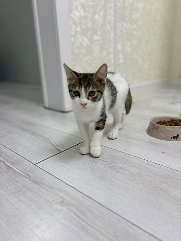 британская котята: Отдам двух котят мальчиков в хорошие руки. Малышам 3,5 месяца. На — 5