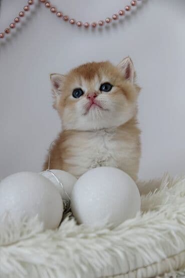 тайские кошки: Британская короткошёрстная, 1 месяц, Мальчик, Золотая шиншилла — 9