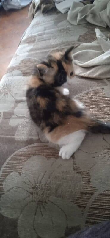 коты токмок: Кошка даром: Беспородная, 1 месяц, Девочка, Приучена к лотку — 2