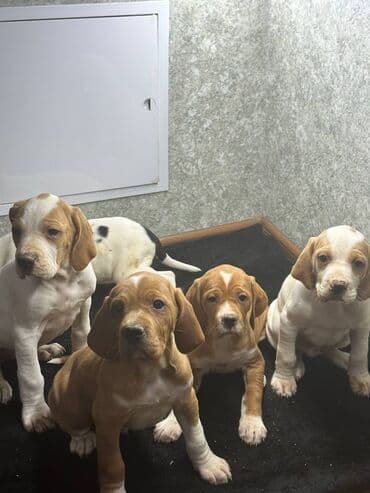 защита от собак: Щенки Английского пойнтера (помёт из 5 малышей), возраст 50 дней, В — 3
