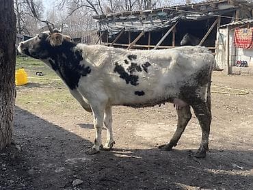 Аквариумы: Продаю | Корова (самка) | Для молока — 3