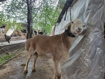 животные баран: Продаю | Баран (самец) | Для разведения | Племенные — 5