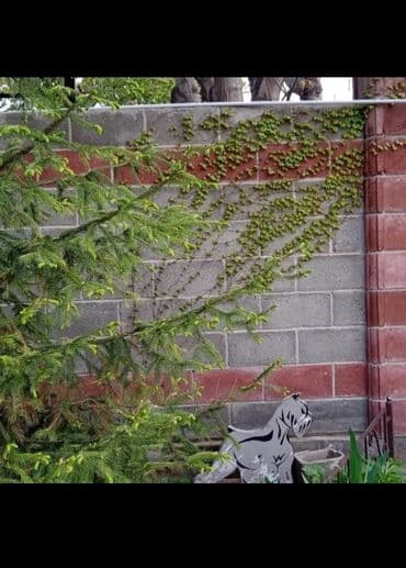 березы саженцы: Предлагается саженец кустарника с развитой корневой системой, готовый — 2