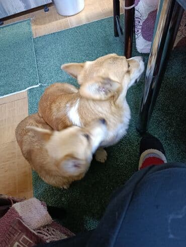 собака для охота: Продам Корги, кобель, возраст 1год, не кастрирован, ветпаспорт — 4