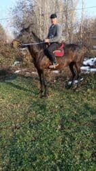 Шкафы для трансформатора: Продаю | Жеребец | Английская | Конный спорт — 17