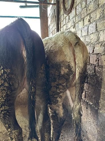 ат ургачы: Продаю | Тёлка — 4