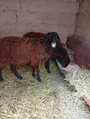 Кошки: Продаю | Овца (самка) | Для разведения | Ярка — 2