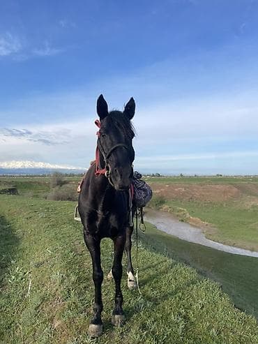 голубая рыбка: Продаю | Конь (самец), Жеребец | Рабочий | Мерин — 1