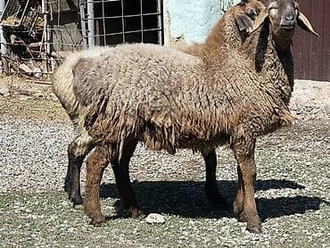 Продаю | Баран (самец) | Для разведения | Осеменитель, Племенные