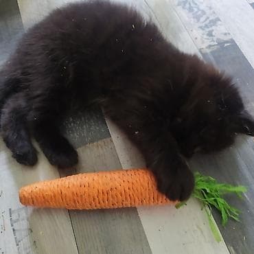 продажа котиков: Пушистые котята ищут добрых и заботливых хозяев. Им по 2 месяца. Едят — 3