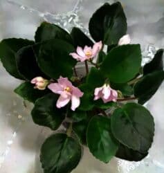 ультрафиолетовая лампа для растений: В продаже трейлерные (ампельные и кустовые)фиалки: детки, стартеры(от — 17