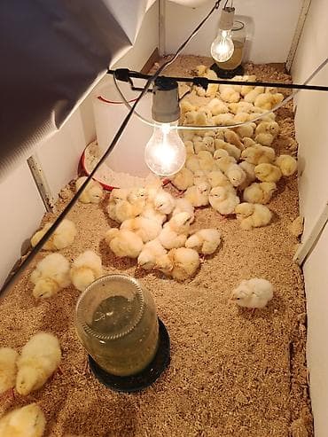 корм кур: Продаю | Цыплята | Бройлерная | На забой — 1