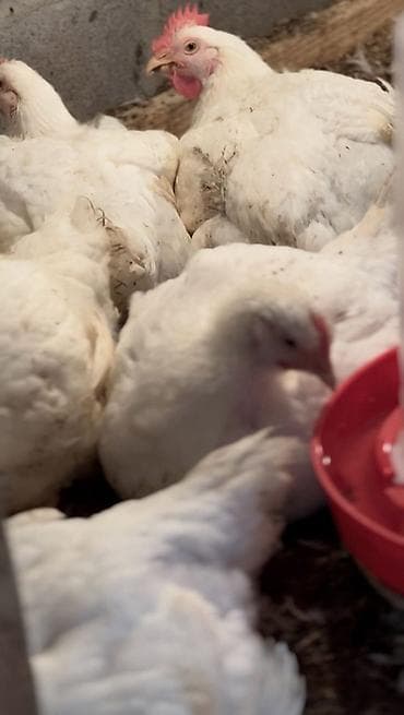 уй порода: Продаем домашних бройлеров — выращены на натуральных кормах с особым — 8