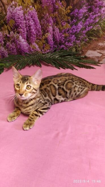новорожденные котята: Красивейшие Бенгальские котята 3мес девочки и мальчики. Проф питомник — 2