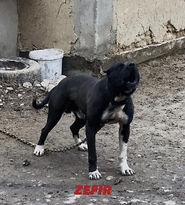 собака немецкая овчарка: Вязка: Питбуль, Самец, 3 года, С прививкой — 2