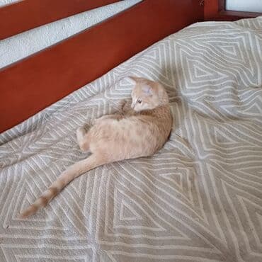 дом кошка: Кошка даром: Беспородная, 3 месяца, Мальчик, Приучена к лотку — 2