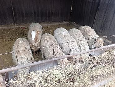 кошка батон: Продаю | Овца (самка) | Для разведения | Матка — 3