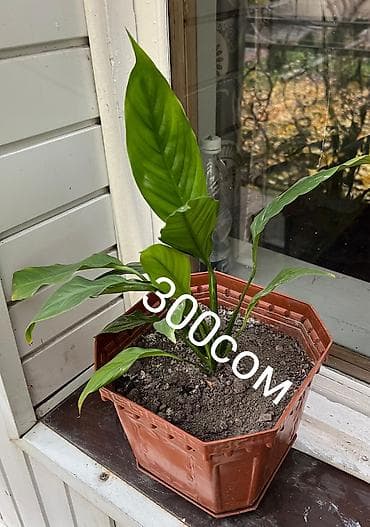 Промышленная химия: Цветы по самым низким ценам 1-Антуриум мужское счастье 4х летный в — 10