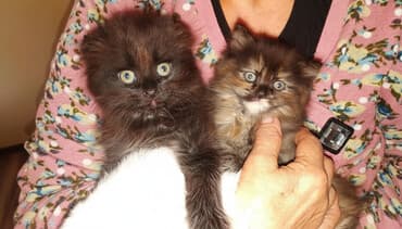 бычоктор сатылат: Скотиш Фолд (Шотландиялык шалпаң кулак), 2 айлык, Ургаачы, Таш бака, Лотокко барууга үйрөтүлгөн — 3