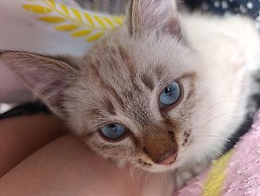 карликовые котята: В Добрые руки. БЕСПЛАТНО!!! 2 котёнка, 2 мальчика - серенький с — 7