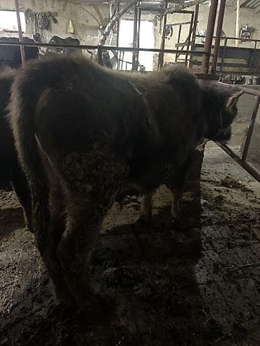 телята бычок: Продаю | Бык (самец) | На откорм | Племенные — 1