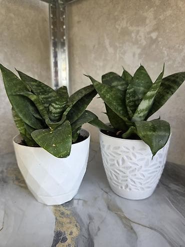 Дом и сад: Хавортия и кактусы — суккуленты для дома и офиса - Хавортия по 350 с — 4