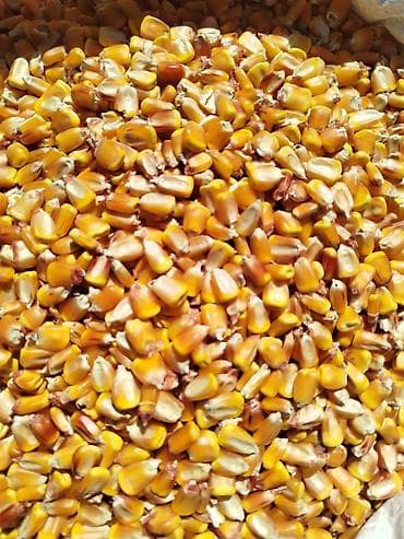 ящик для зерна: Местный урук сатылат — 1