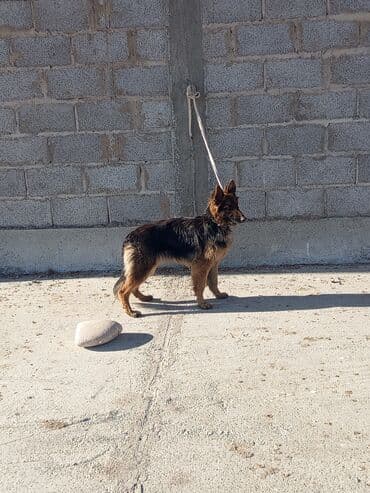 Немецкая овчарка, молодая собака классического черно-рыжего окраса