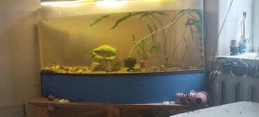 Аквариумдар: Аквариум панорамный из оргстекла 6мм.,длинна 130см,ширина 30см,высота — 6