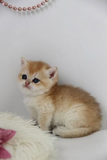 тайские кошки: Британская короткошёрстная, 1 месяц, Мальчик, Золотая шиншилла — 10