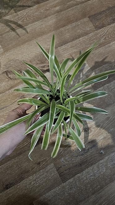 кара балта цветы: Хлорофитум — 1