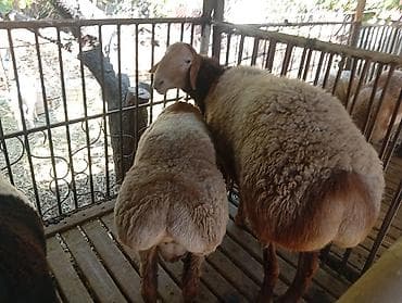 кролики бишкек: Продаю | Овца (самка), Баран (самец) | Гиссарская, Меринос | На забой, Для разведения | Осеменитель, Матка — 7